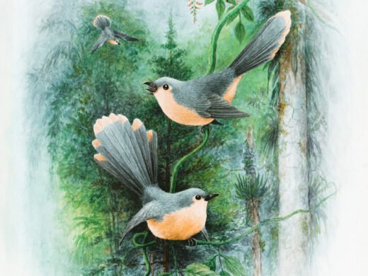 Robins Rest