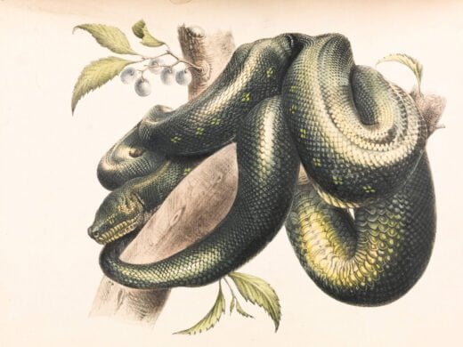 Jungle Kaa